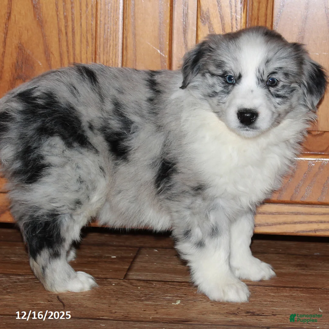 Australian Shepherd dogs for sale: Cathy - Ad 1