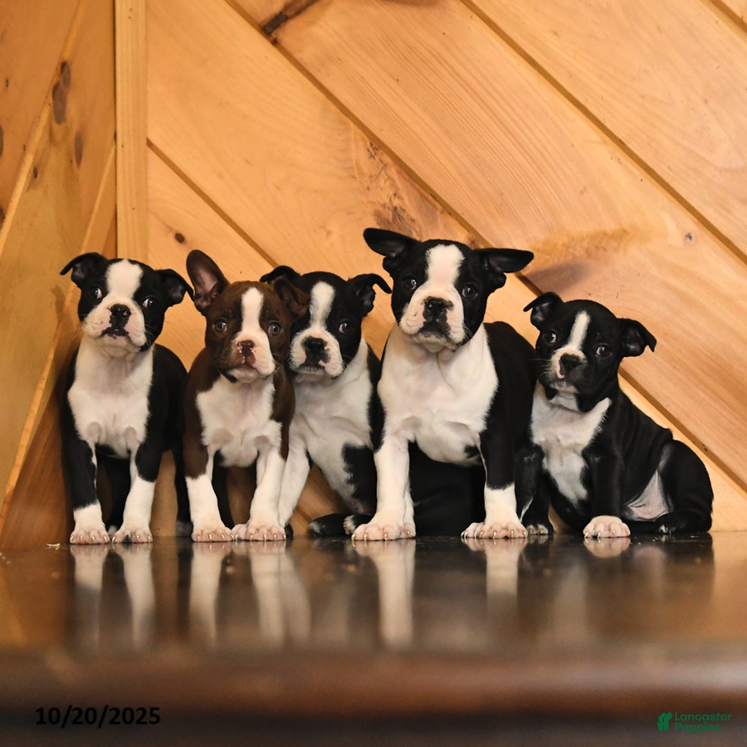 Boston Terrier dogs for sale: Clair - Ad 5