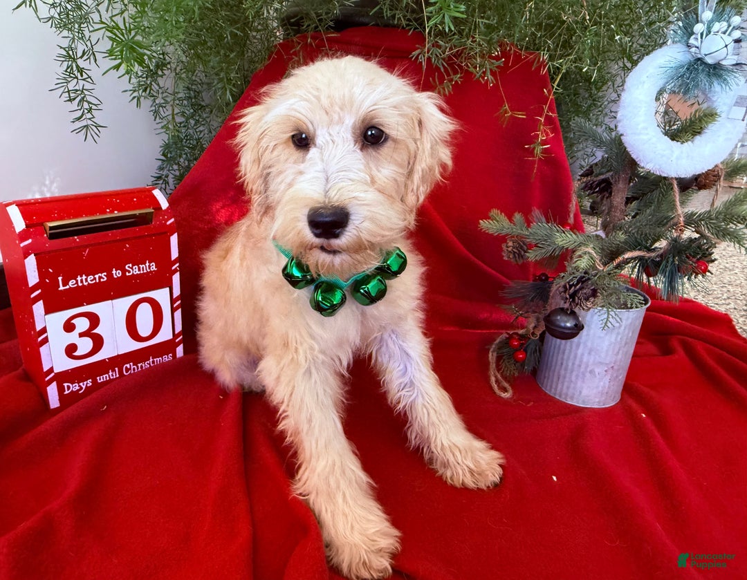 Schnoodle dogs for sale: Isaiah - Ad 2