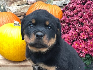 Rottweiler dogs - Ad 27