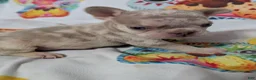 French Bulldog dogs for sale: New shade Isabella Merle  - Ad 5
