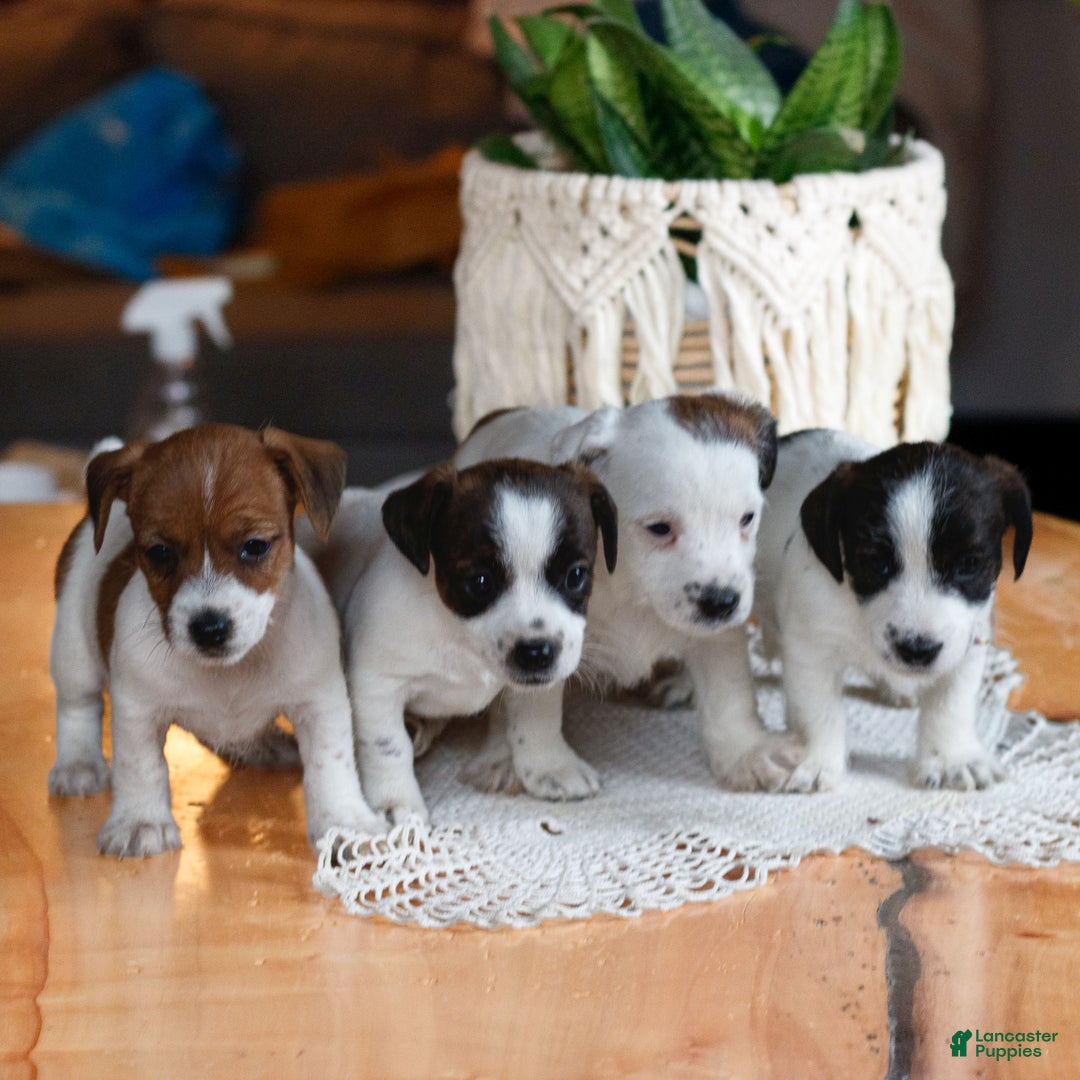 Mixed Breed dogs for sale: Brownie  - Ad 3