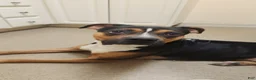 Mixed Breed dogs for sale: Rigbie - Ad 3