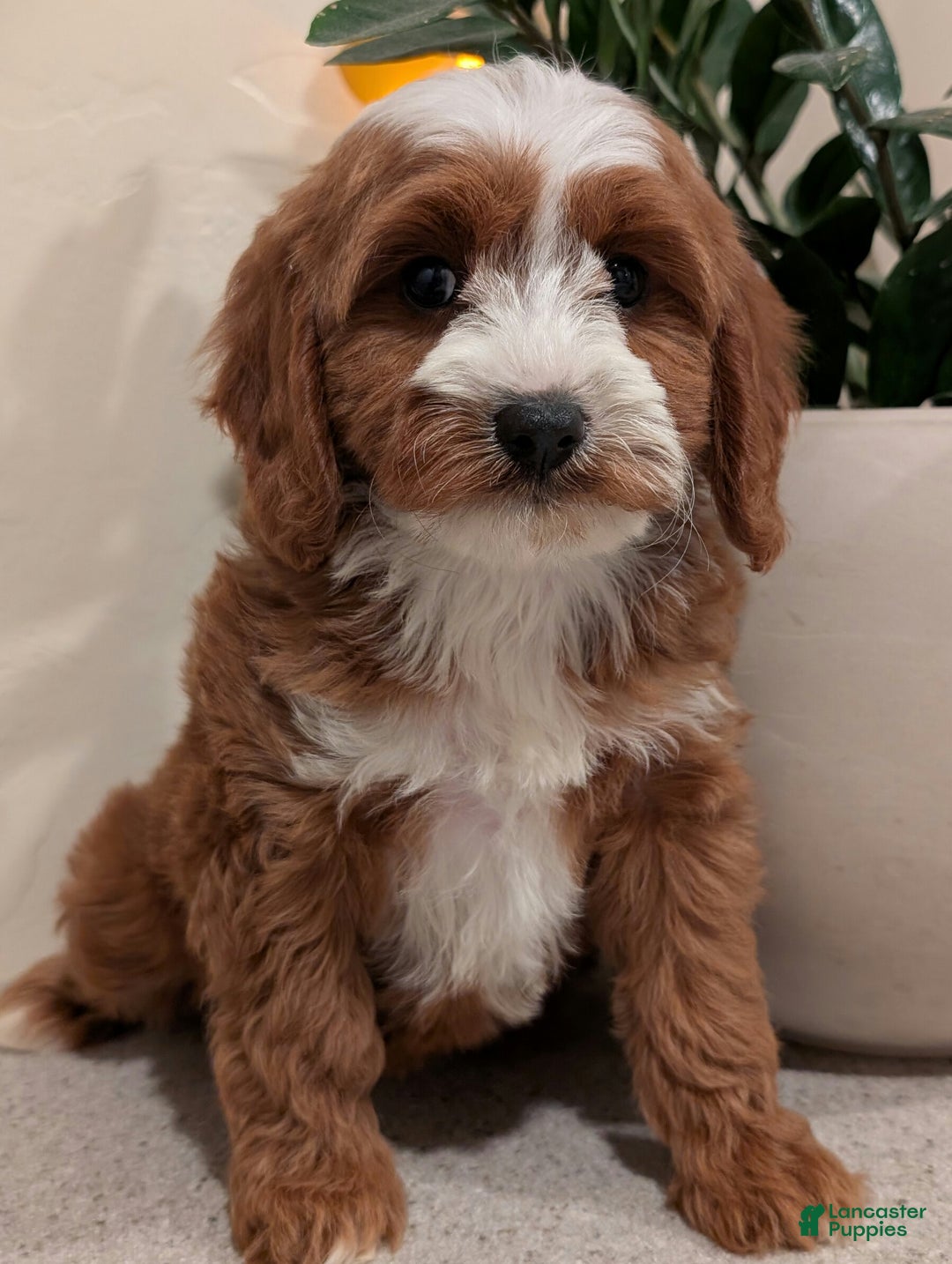 Cavapoo dogs for sale: Sadie  - Ad 1