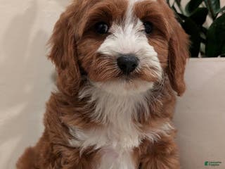 Cavapoo dogs Sadie - Ad 15