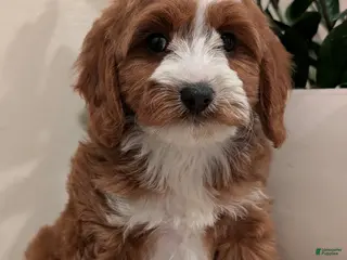 Cavapoo dogs Sadie - Ad 12