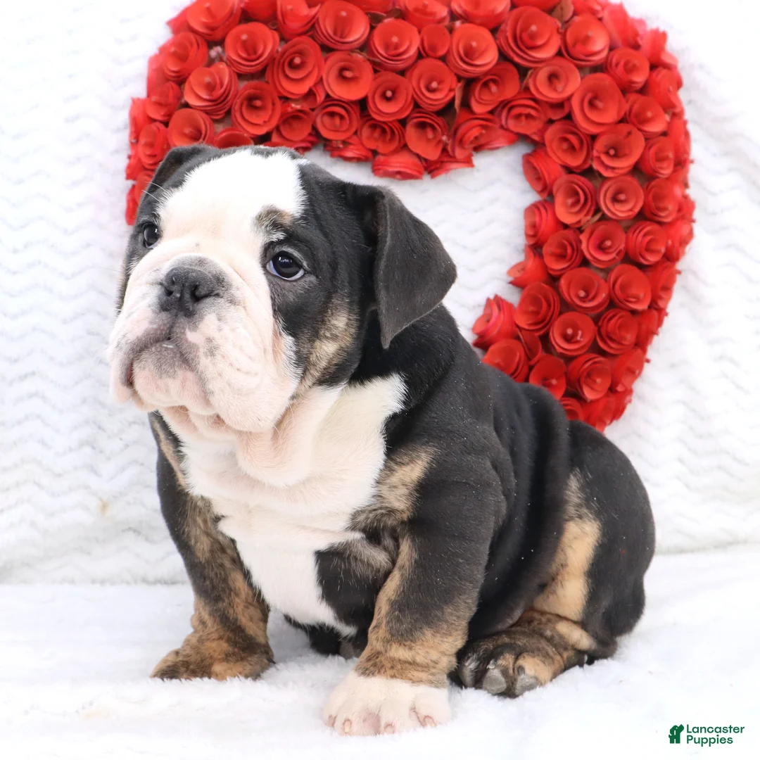 English Bulldog dogs for sale: Mila - Ad 2