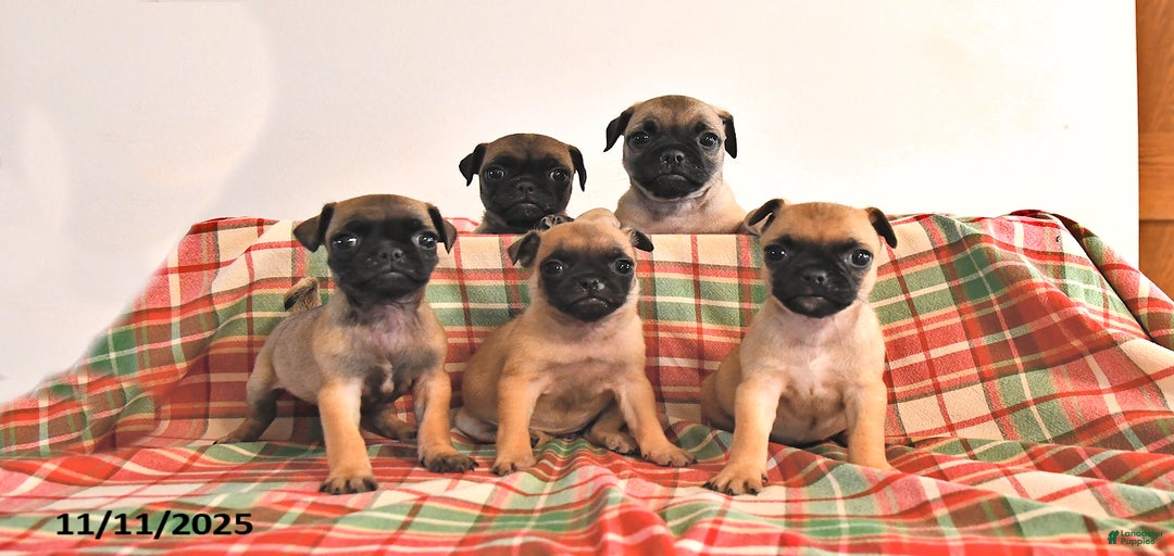 Gallery Image {{count}}