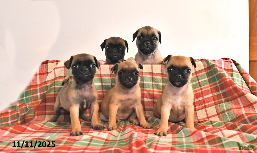 Gallery Image {{count}}