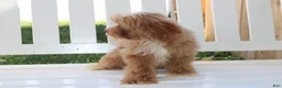 Shihpoo dogs for sale: Theo - Ad 6