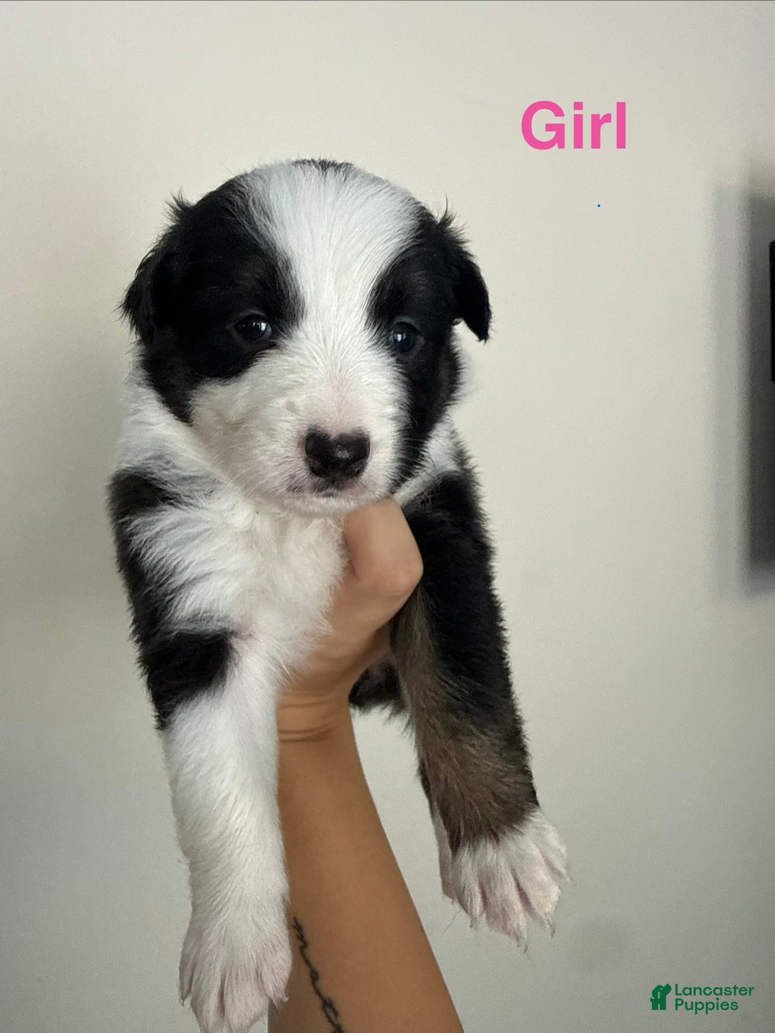 Australian Shepherd dogs Australian Shepherd 7 - Ad 8