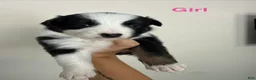 Australian Shepherd dogs for sale: Australian Shepherd 7 - Ad 1
