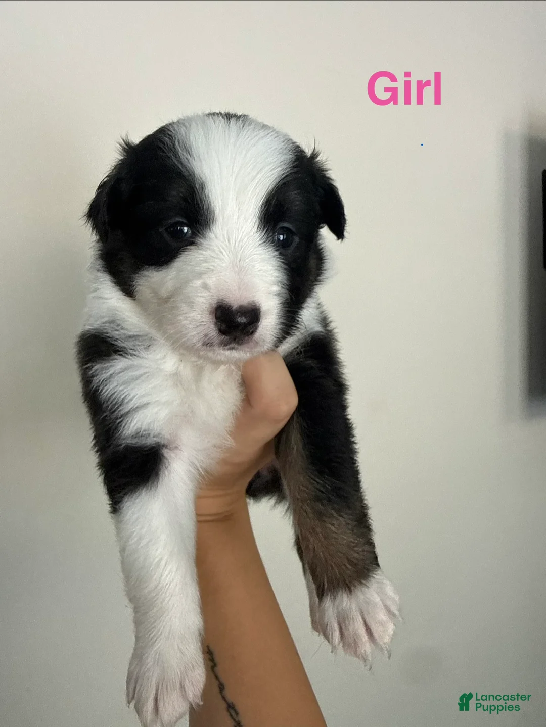 Australian Shepherd dogs for sale: Australian Shepherd 7 - Ad 1