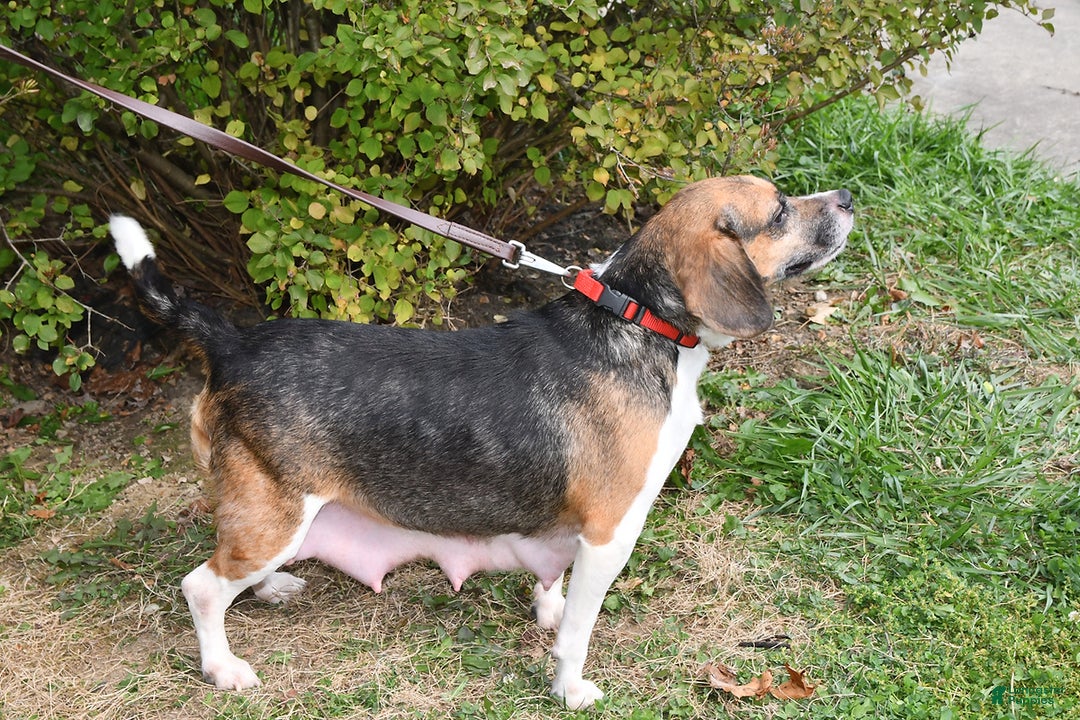 Beagle dogs for sale: Peanut  - Ad 4