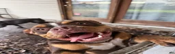 American Bully dogs for sale: American Bully 1 - Ad 5