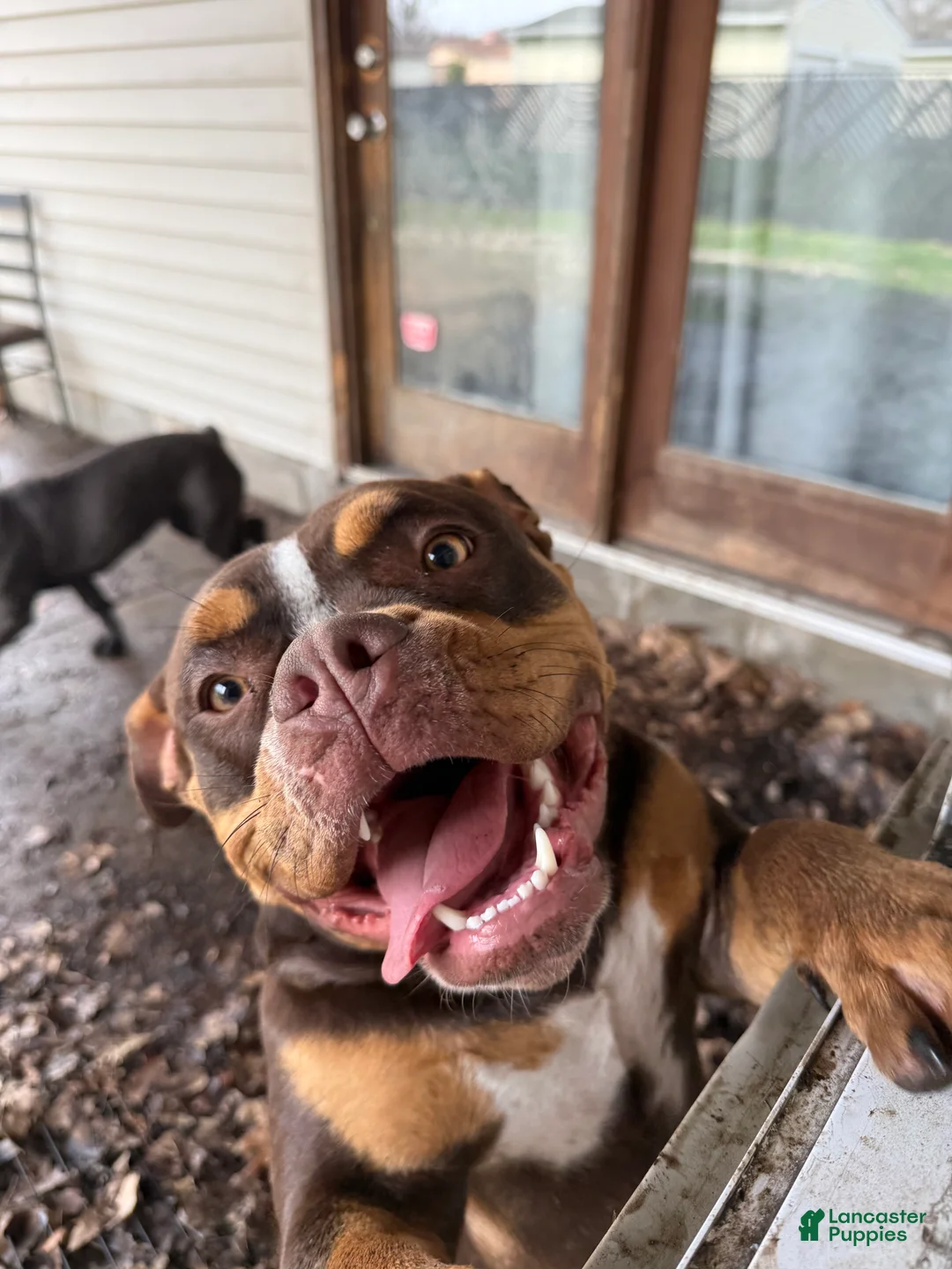 American Bully dogs for sale: American Bully 1 - Ad 5