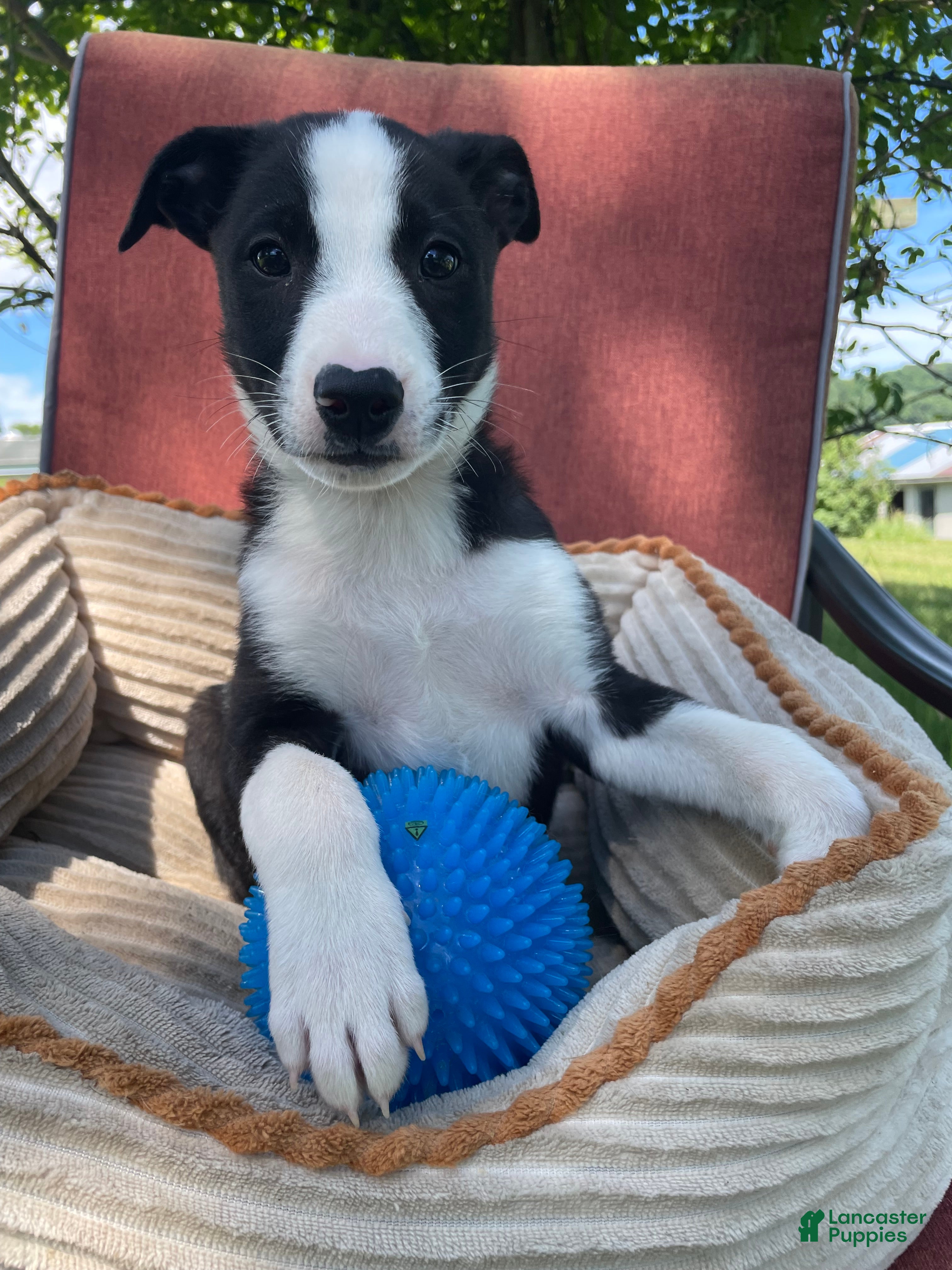 Mixed Breed dogs Remi - Ad 40