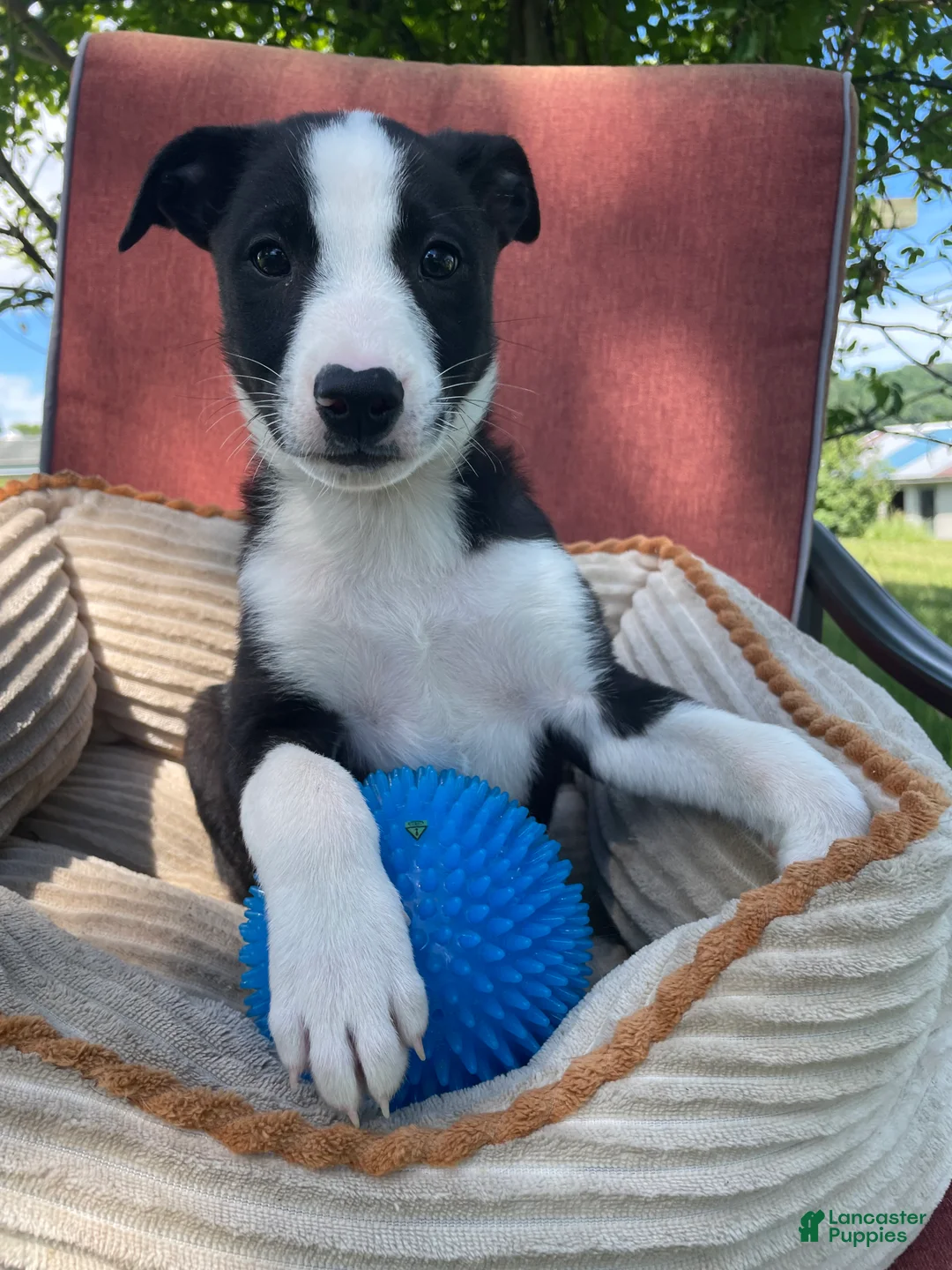 Mixed Breed dogs for sale: Remi - Ad 1