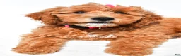 Mini Goldendoodle dogs for sale: Lolo - Ad 6