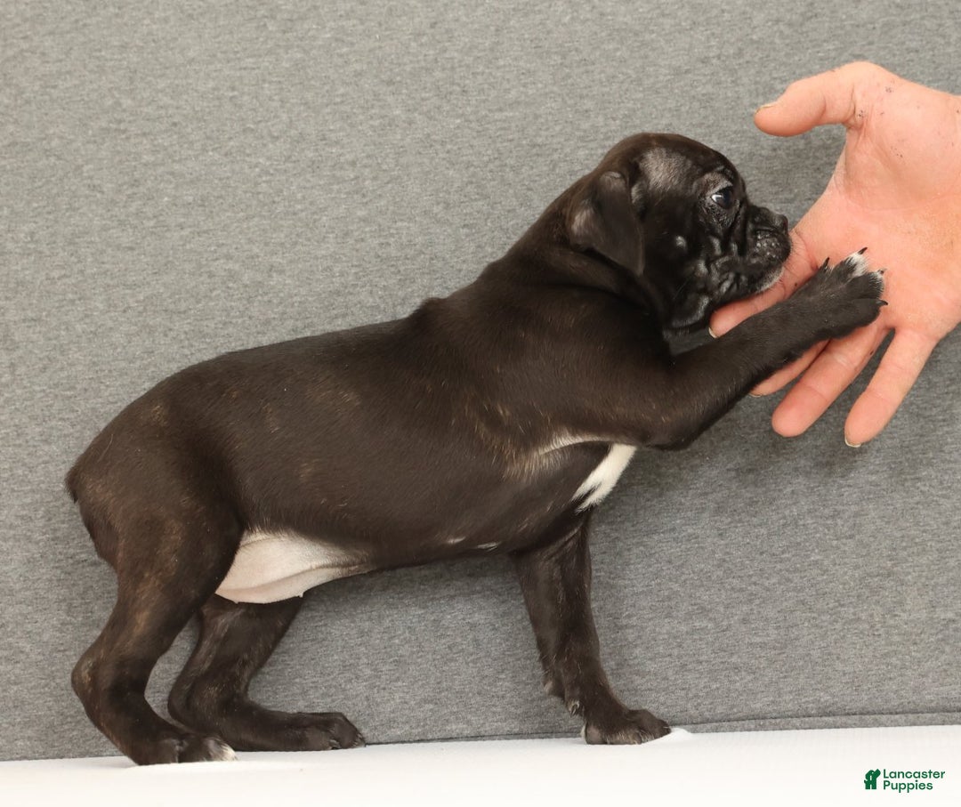 Frenchton dogs for sale: Eggnog - Ad 4