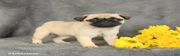 Pug dogs for sale: Princess - Ad 3