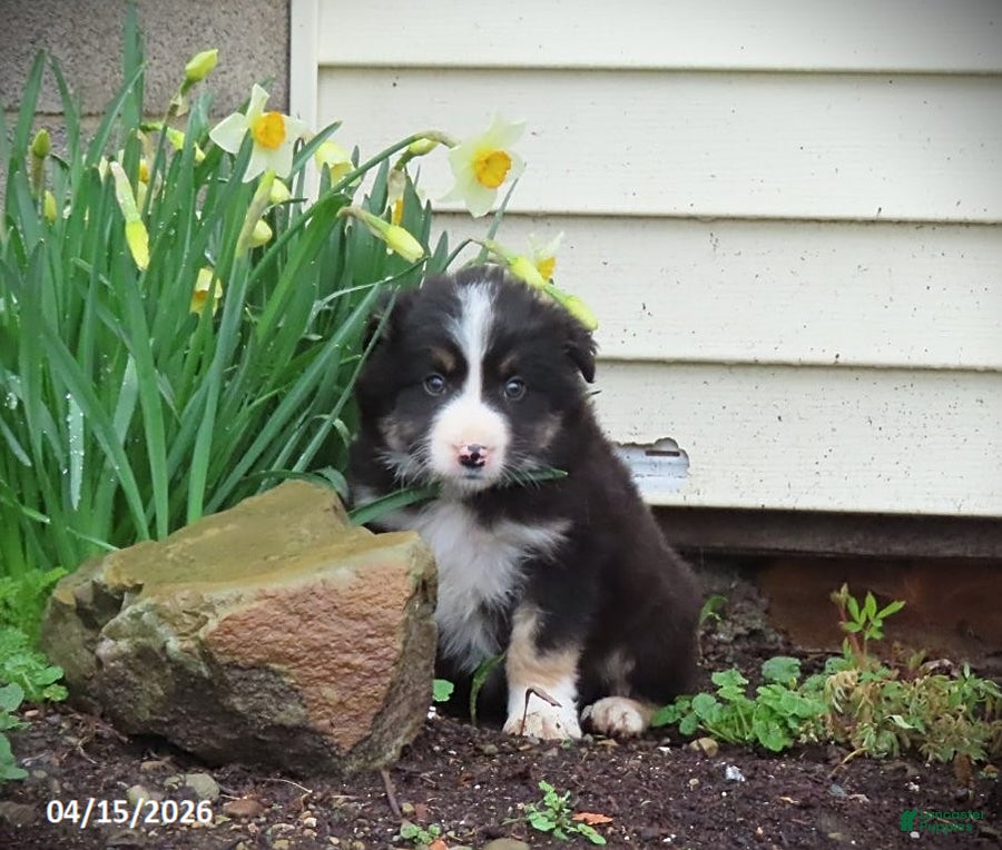 Mixed Breed dogs Anchor - Ad 1