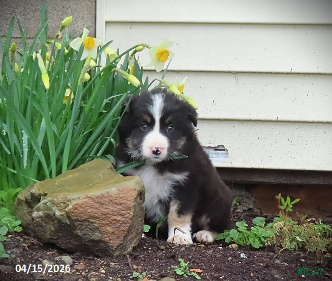 Mixed Breed dogs for sale: Anchor - Ad 1