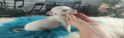 Chihuahua dogs for sale: Male teacup chihuahua. Hand delivery - Ad 7