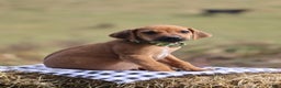 Rhodesian Ridgeback dogs for sale: Flint - Ad 2
