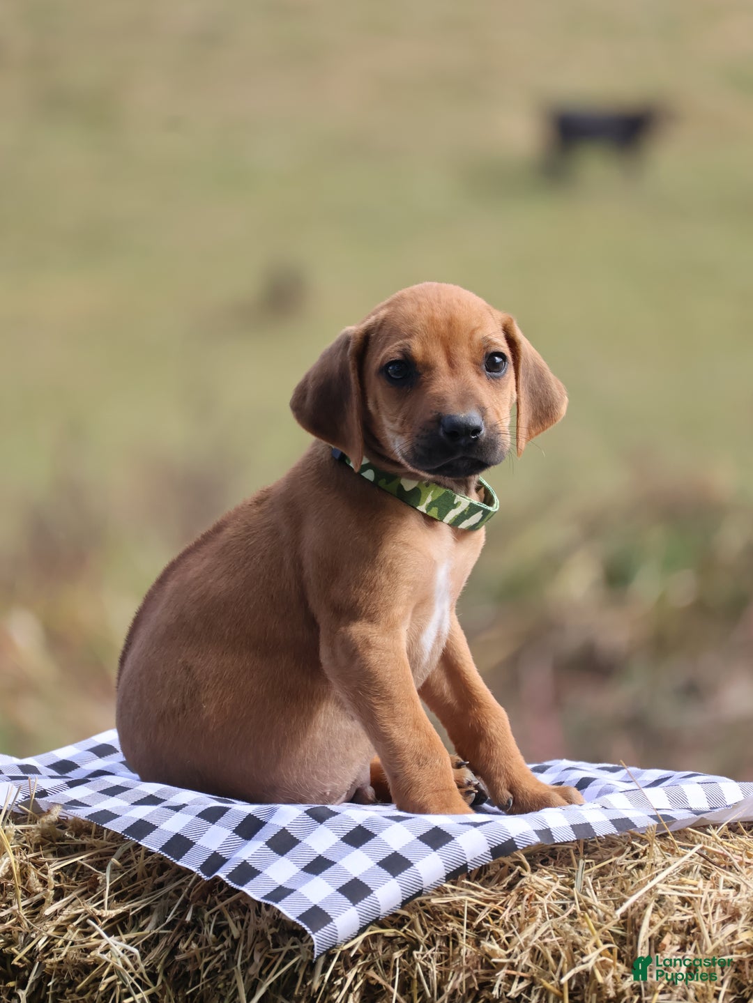 Rhodesian Ridgeback dogs for sale: Flint - Ad 2