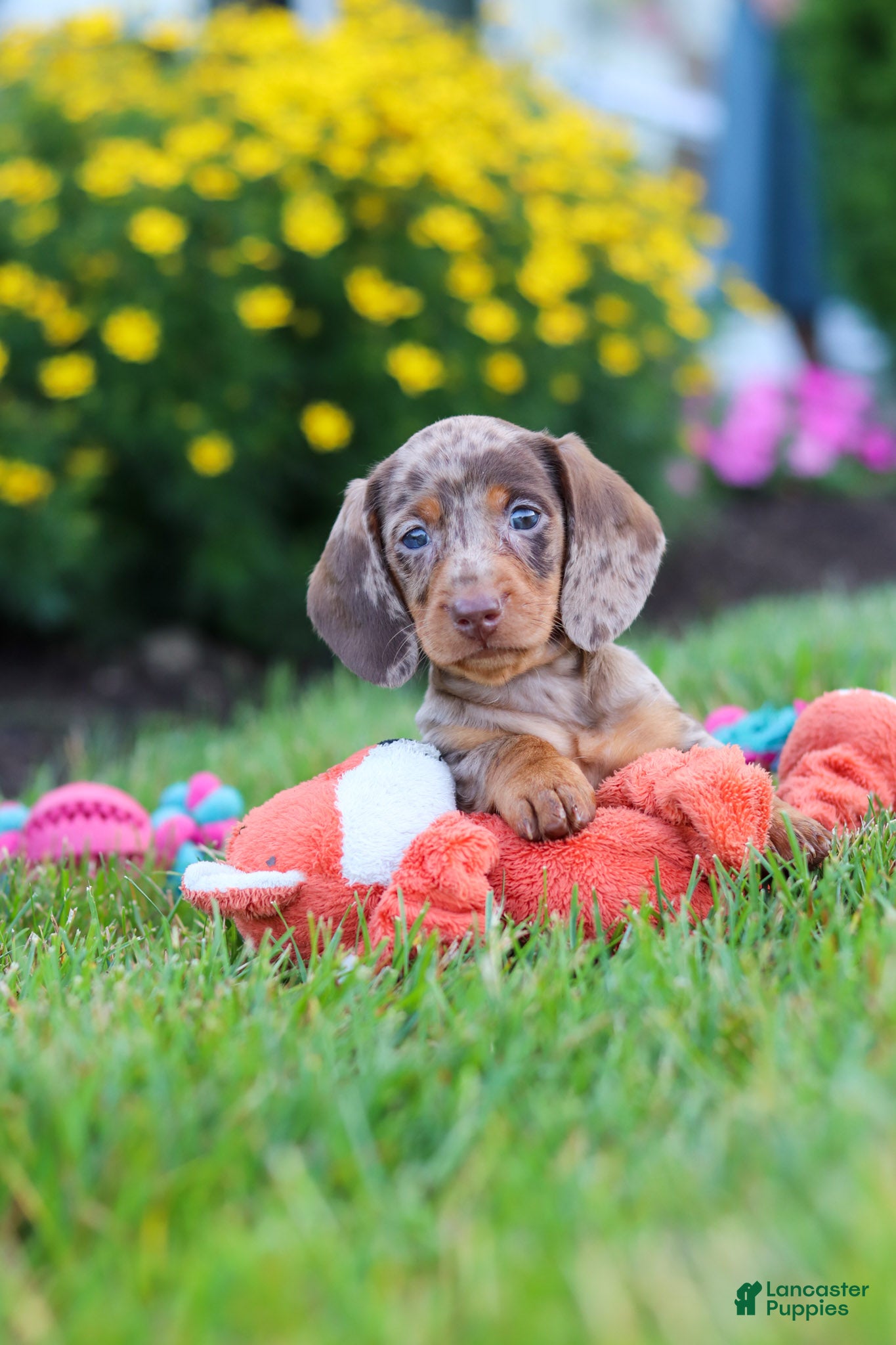 Miniature Dachshund dogs Precious - Ad 1