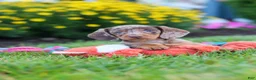 Miniature Dachshund dogs for sale: Precious - Ad 1