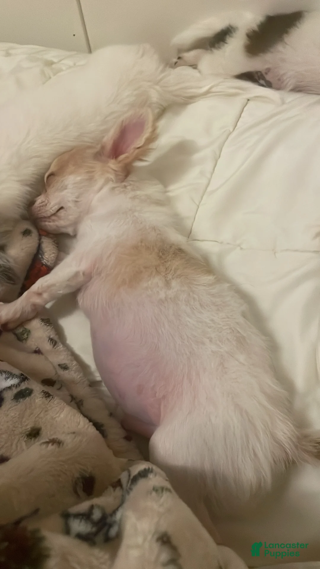 Chihuahua dogs for sale: Rio - Ad 2