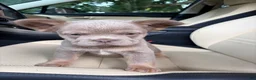 French Bulldog dogs for sale: French Bulldog 5 - Ad 8