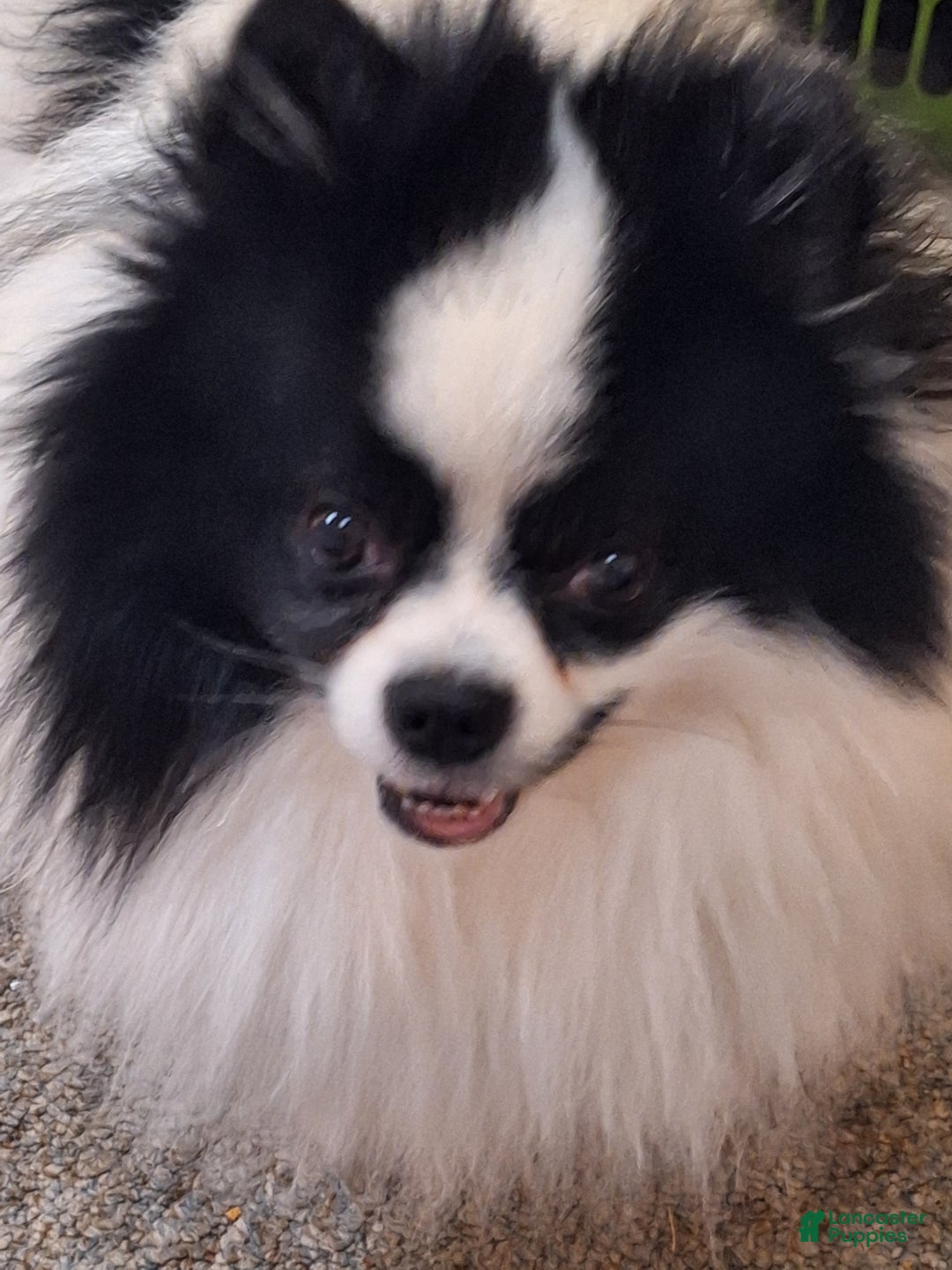 Pomeranian dogs for sale: Pomeranian Puppy 1 - Ad 4