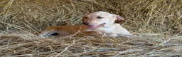 Labrador Retriever dogs for sale: Rissy - Ad 3