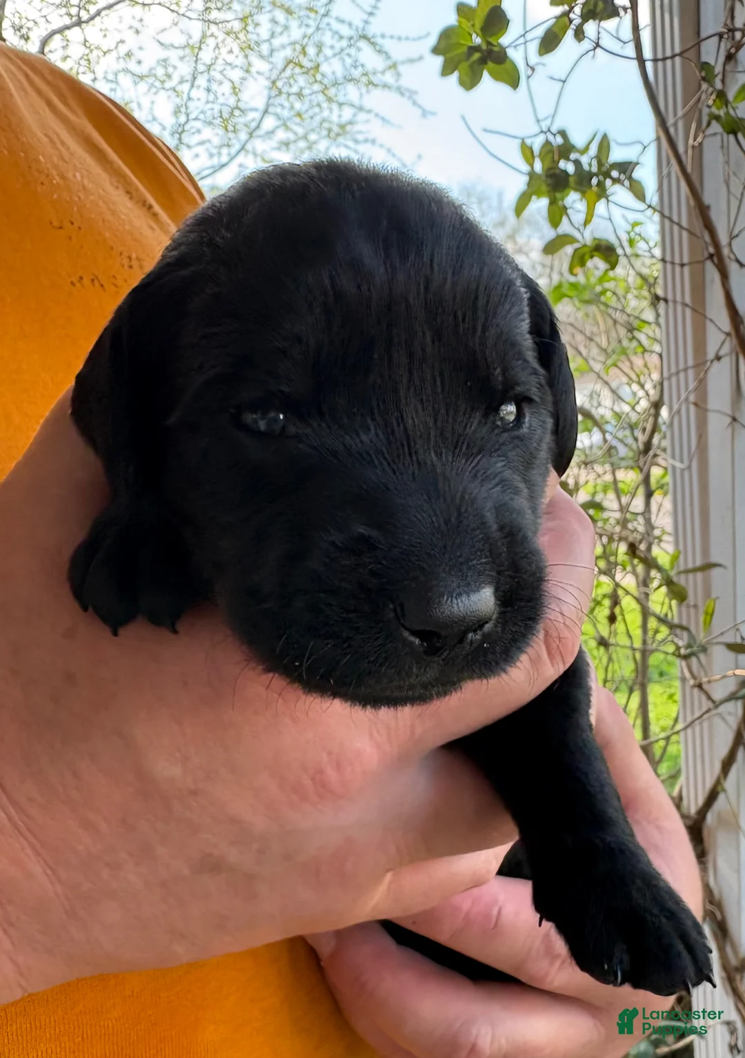 Mixed Breed dogs for sale: Golden Labradoodle Puppy 5 - Ad 2