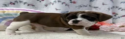 English Bulldog dogs for sale: Laurel - Ad 4
