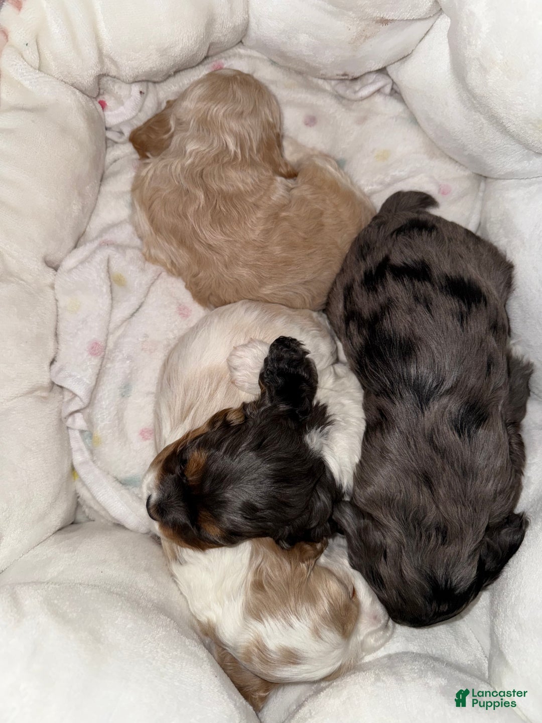 Cocker Spaniel dogs for sale: Teddy - Ad 12