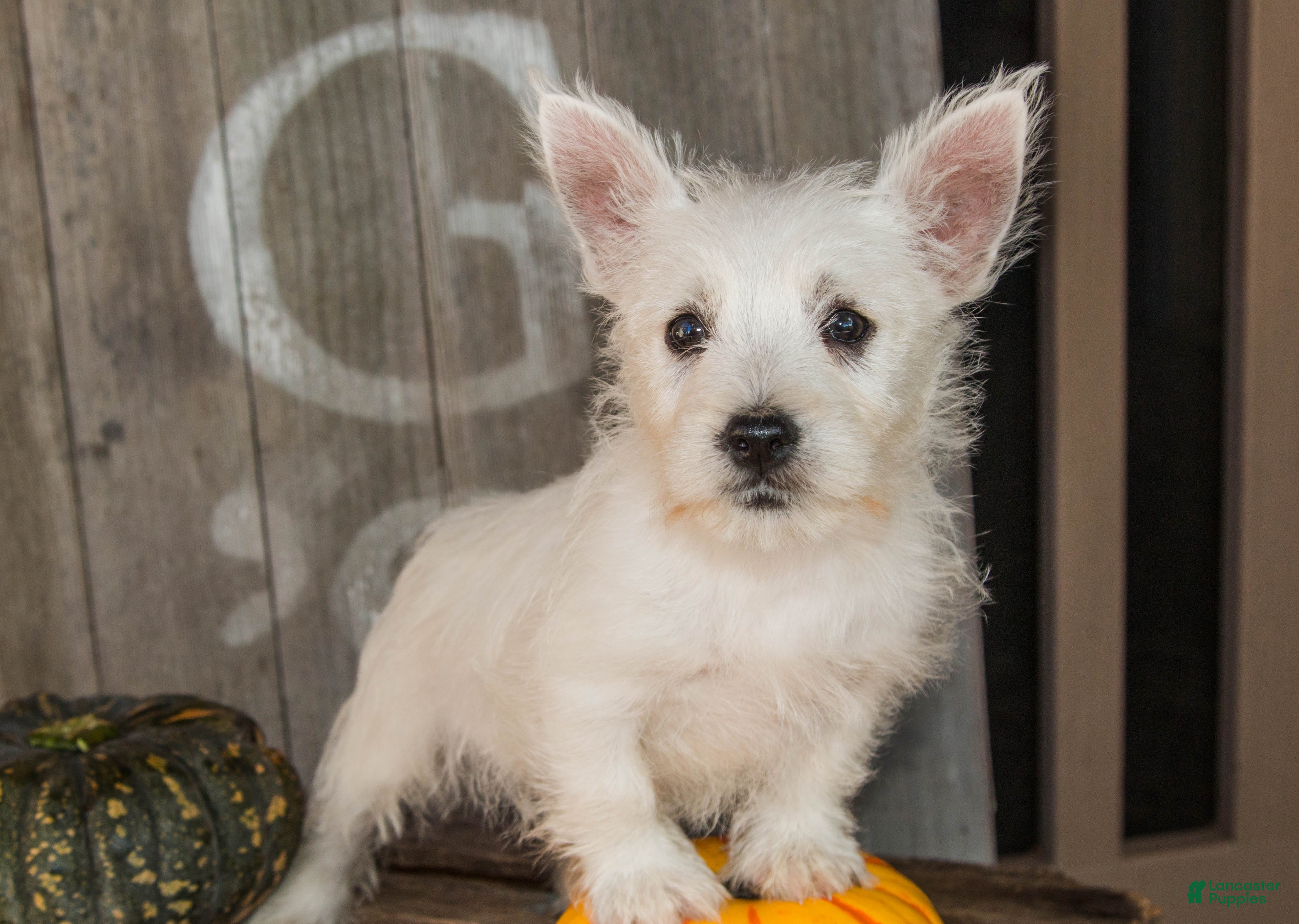 West Highland Terrier dogs for sale: Butternut - Ad 1