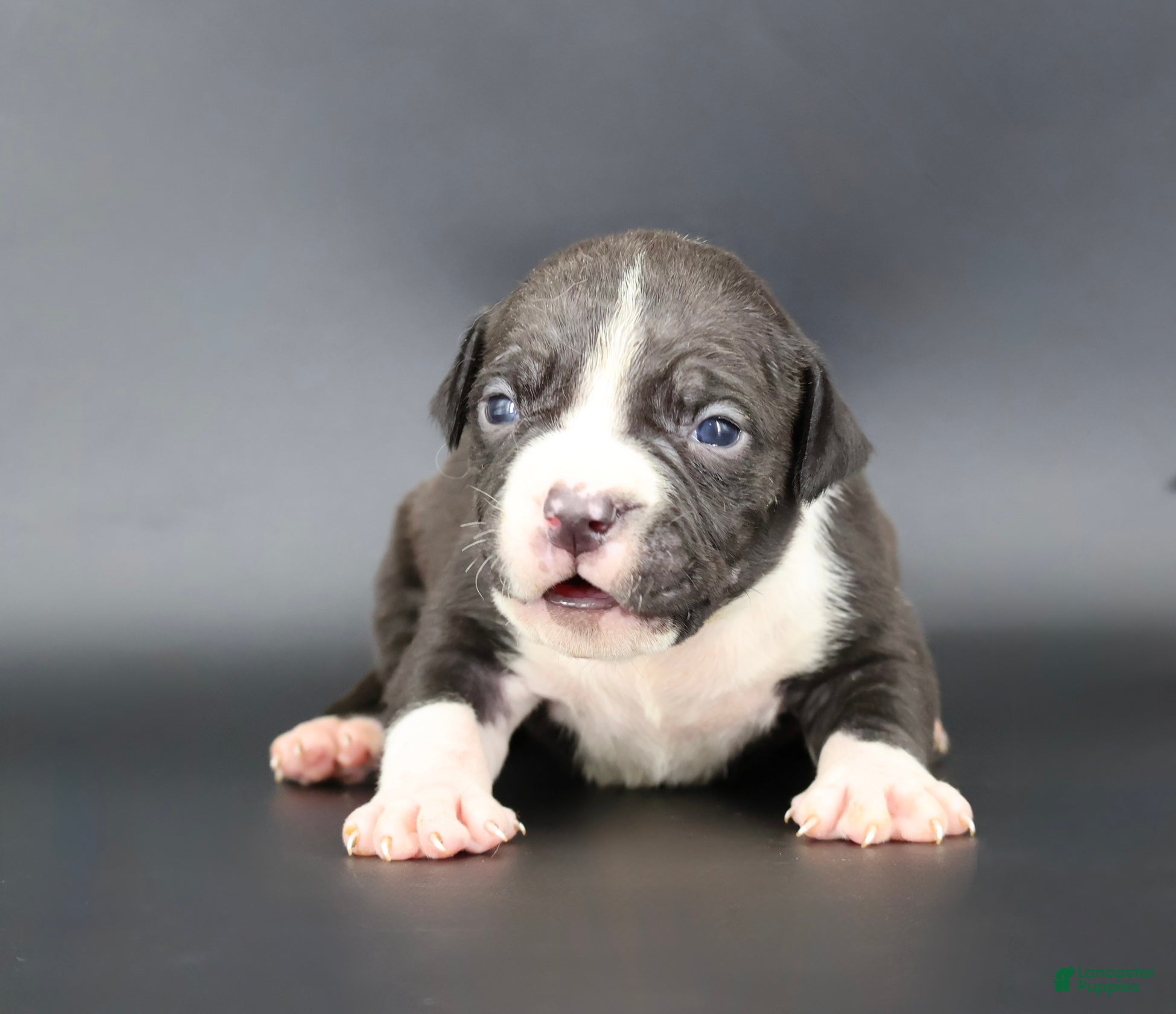 American Bully dogs Valentino - Ad 34