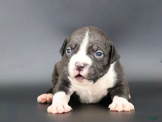 American Bully dogs Valentino - Ad 12