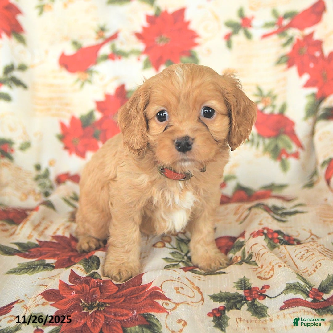 Cockapoo dogs for sale: Joy - Ad 2