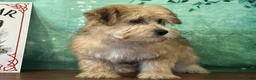 Yochon dogs for sale: Sunny - Ad 1