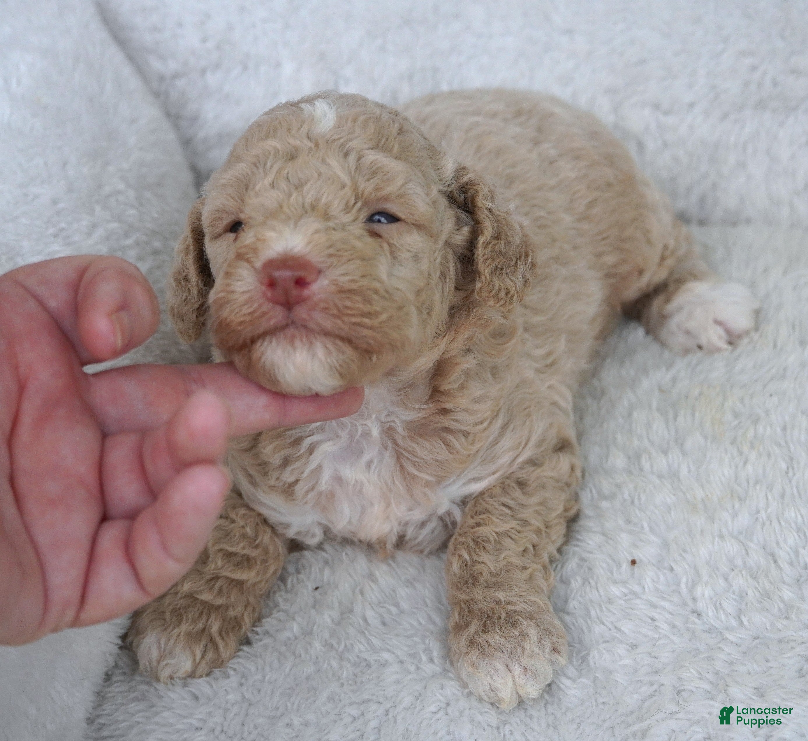 Mini Aussiedoodle dogs F1B Super CURLY Cream TOY female - Ad 1