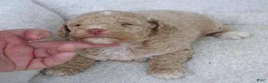 F1B Super CURLY Cream TOY female