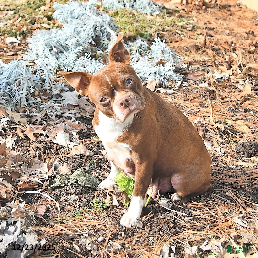 Boston Terrier dogs for sale: Jack  - Ad 7