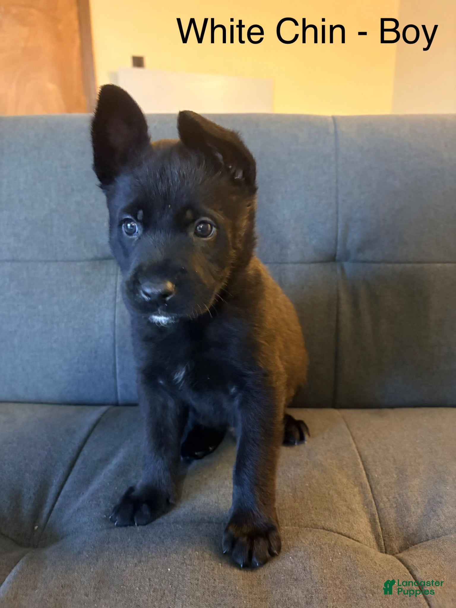 Mixed Breed dogs for sale: Mixed Breed Puppy 8 - Ad 2