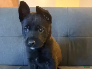 Mixed Breed dogs for sale: Mixed Breed Puppy 8 - Ad 2