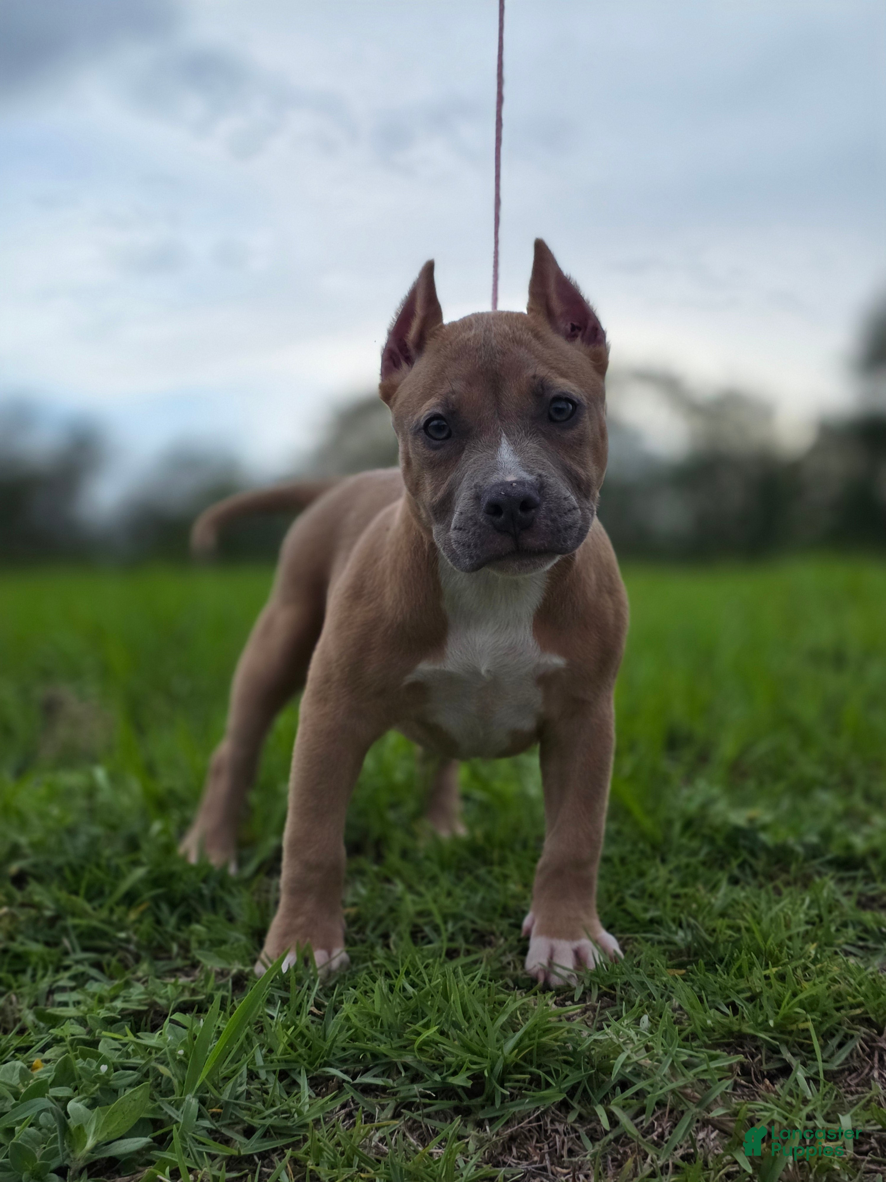 American Bully dogs American Bully Puppy 3 - Ad 32
